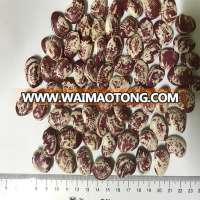 High Quality Vietnamese Phaseolus Lunatus Beans